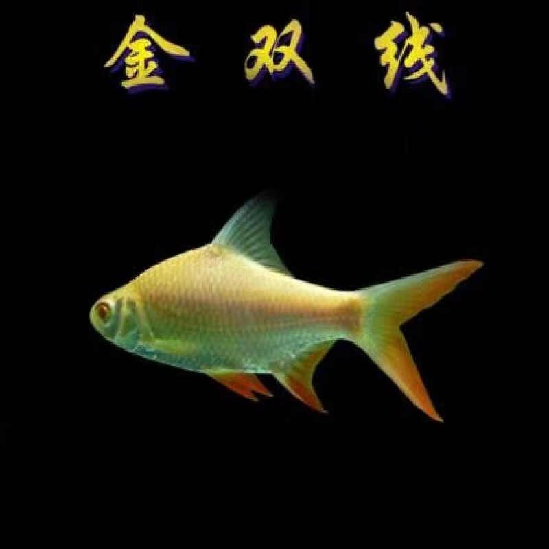 大脸兔热带观赏鱼直纹飞凤鱼活体金凤银凤泰国鲫中层吃垃圾 8-10公分