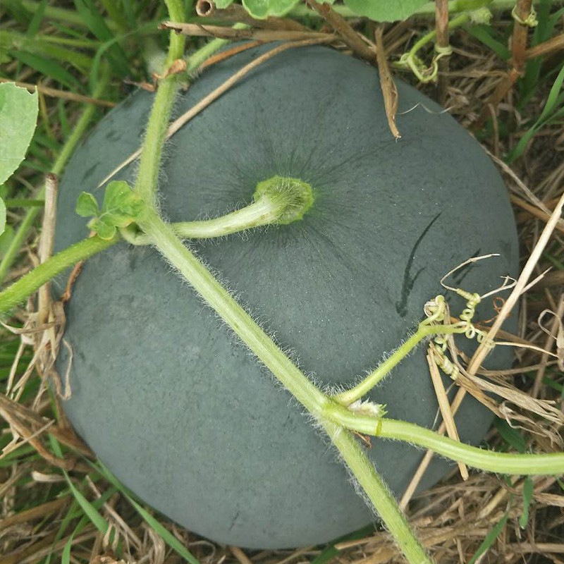 无籽西瓜种子 雪峰小玉红无籽礼品西瓜种子早熟高产黑皮红瓤西瓜超甜