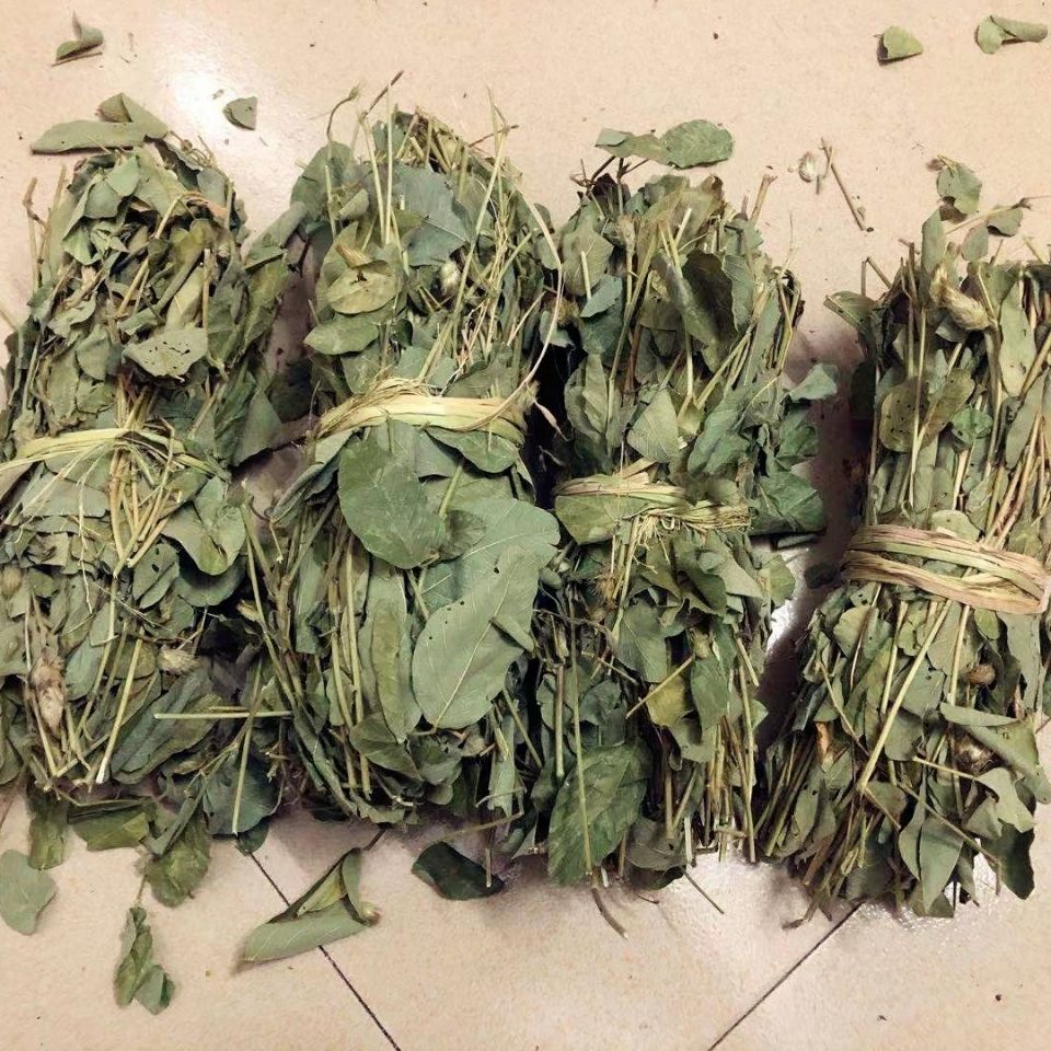 狸尾草 广东连南百里瑶山纯野生狸尾草羊咩香60克草药 500克(20袋)