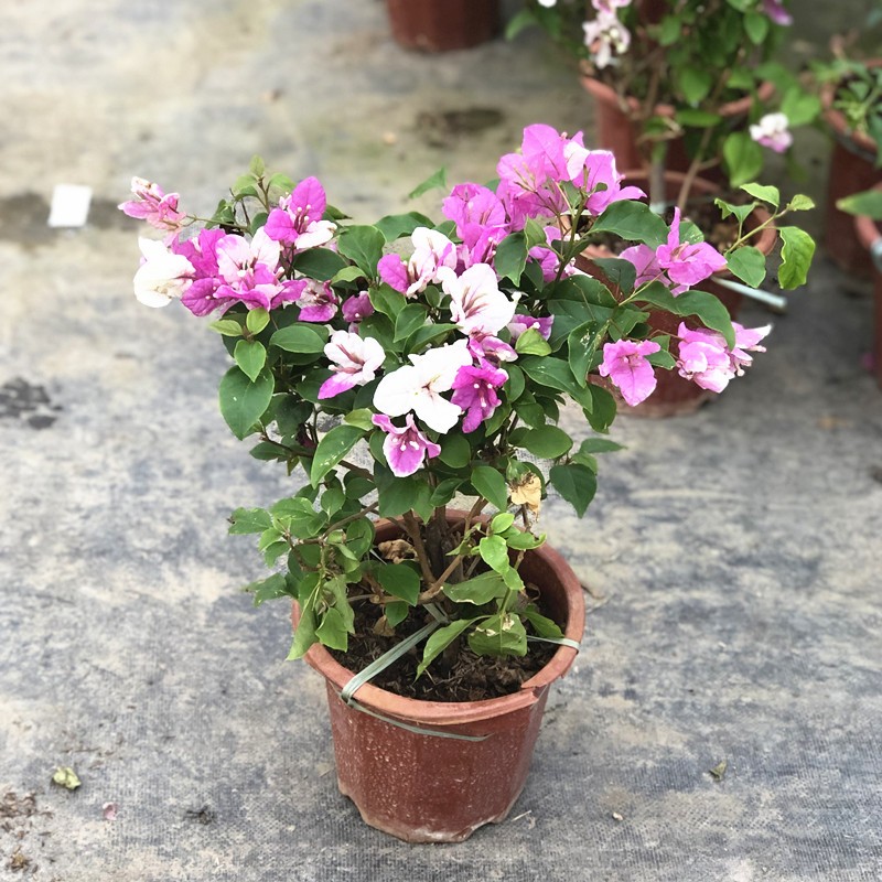 三角梅 叶子花老桩多品种盆栽庭院阳台花卉带土球发货开花盆栽 花蝴蝶