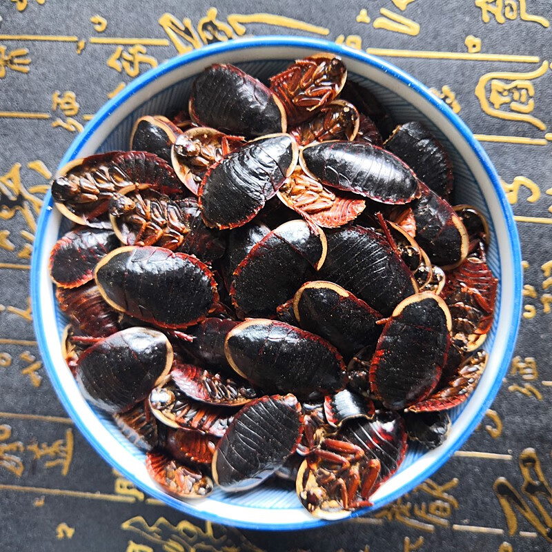 洞悉地鳖虫养殖业：一场生态与经济的双赢之旅