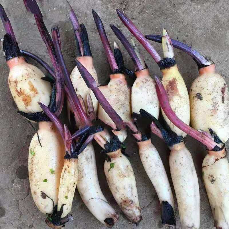 池塘大型观赏荷花苗种藕苗 藕苗 盆栽早熟种根苗花