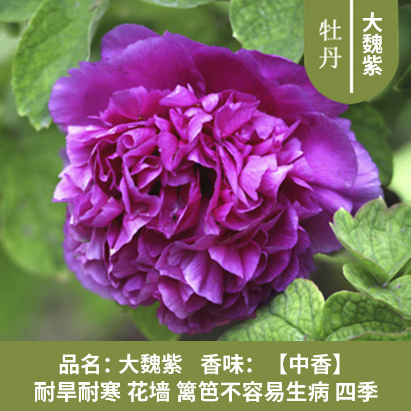 洛阳牡丹花苗大苗花卉植物室内花易活好养盆栽庭院牡丹花树苗 魏紫【9
