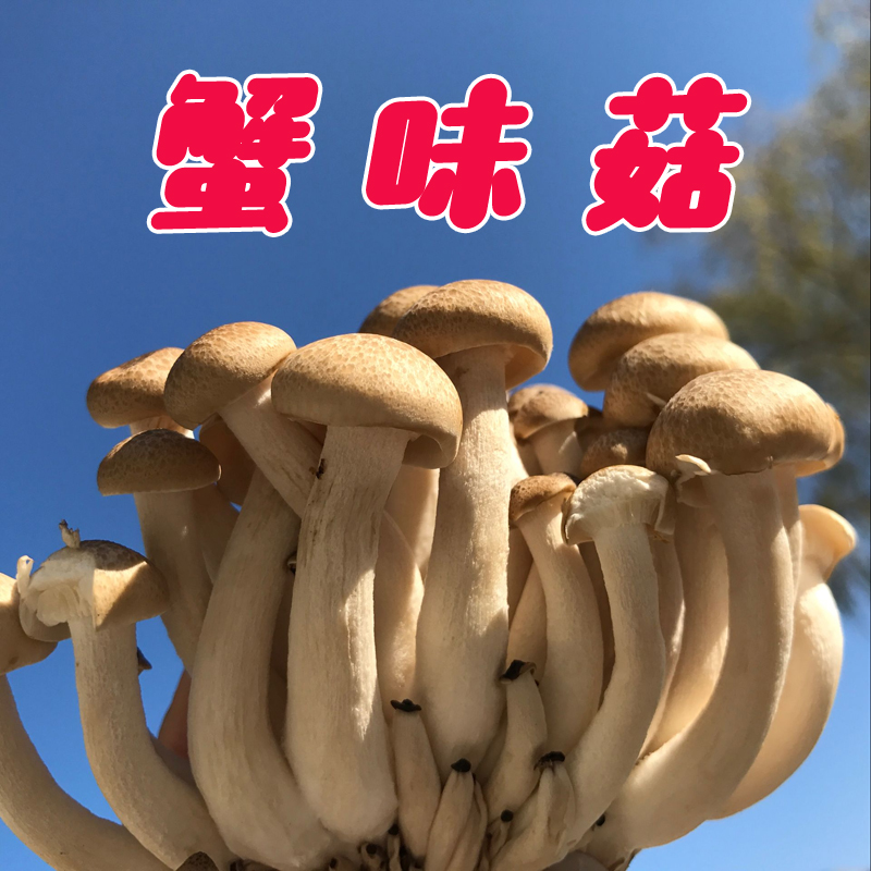 密之蓝天新鲜小蘑菇蟹味菇140g涮火锅食材新鲜蔬菜真姬菇煲汤营养菌类