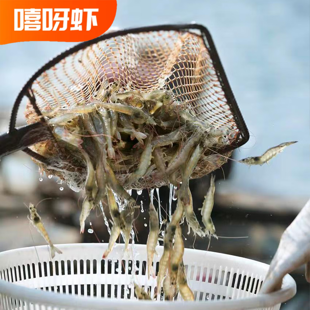 嘻呀虾烤虾干 不加盐 海味原味 即食零食 海鲜海虾 海鲜干货 微波烤虾 微波烤虾250g*1 中号微波烤虾