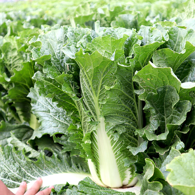 youzhong大白菜种子大全四季蔬菜籽白菜种孑秋季冬季冬储秋种大白菜