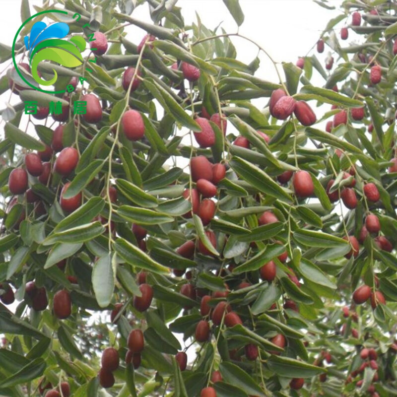 叶之静嫁接枣树苗南方北方盆栽地栽当年结果 金丝枣 3年苗明年结果