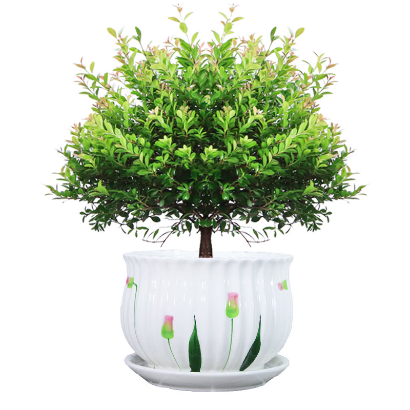 繽賢繽賢小葉赤楠老樁樹苗盆栽綠植花卉室內(nèi)客廳好養(yǎng)美觀四季常青 大號赤楠（大懶人吸水盆） #28