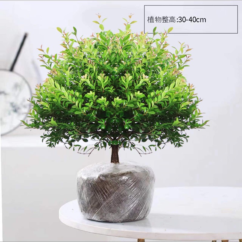 格调生活小叶赤楠植物盆栽老桩花卉盆景办公室内好养四季常绿陶瓷盆绿植小 五年老桩赤楠原土发货（不含盆）
