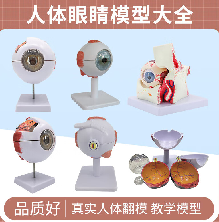 高端版人体眼球解剖模型眼睛解剖结构五官眼科模型 3倍眼球有标识款