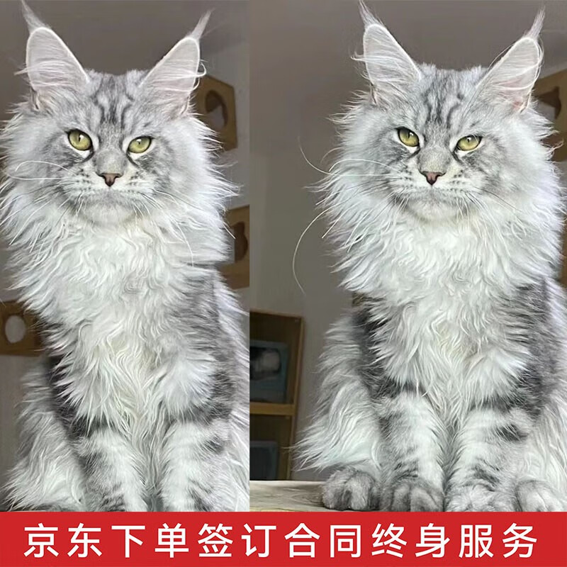 体型最大的猫图片