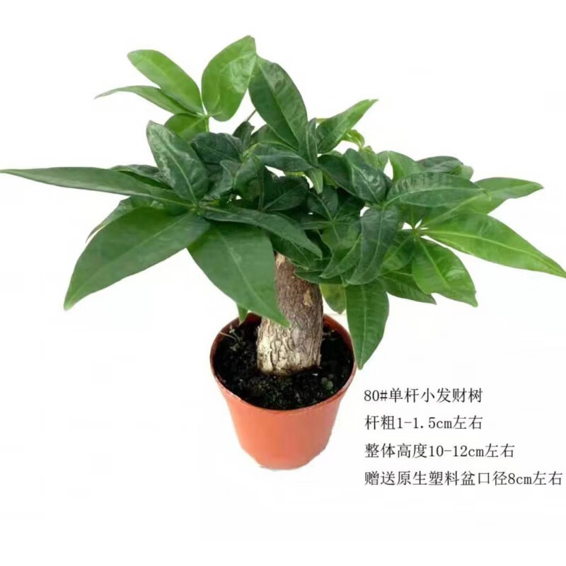 三杆发财树盆栽五辫五福小苗室内客厅卧室植物 单杆发财树80#1盆 含盆