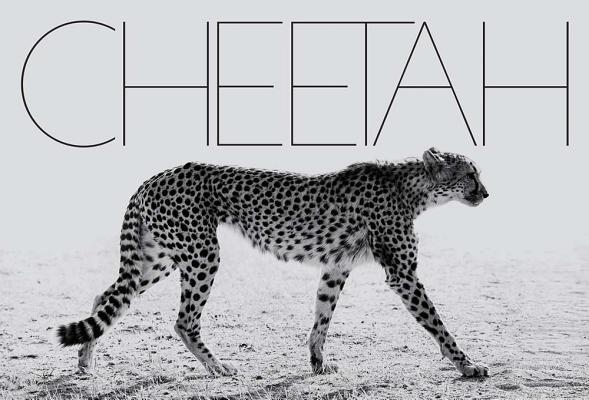 cheetah壁纸图片