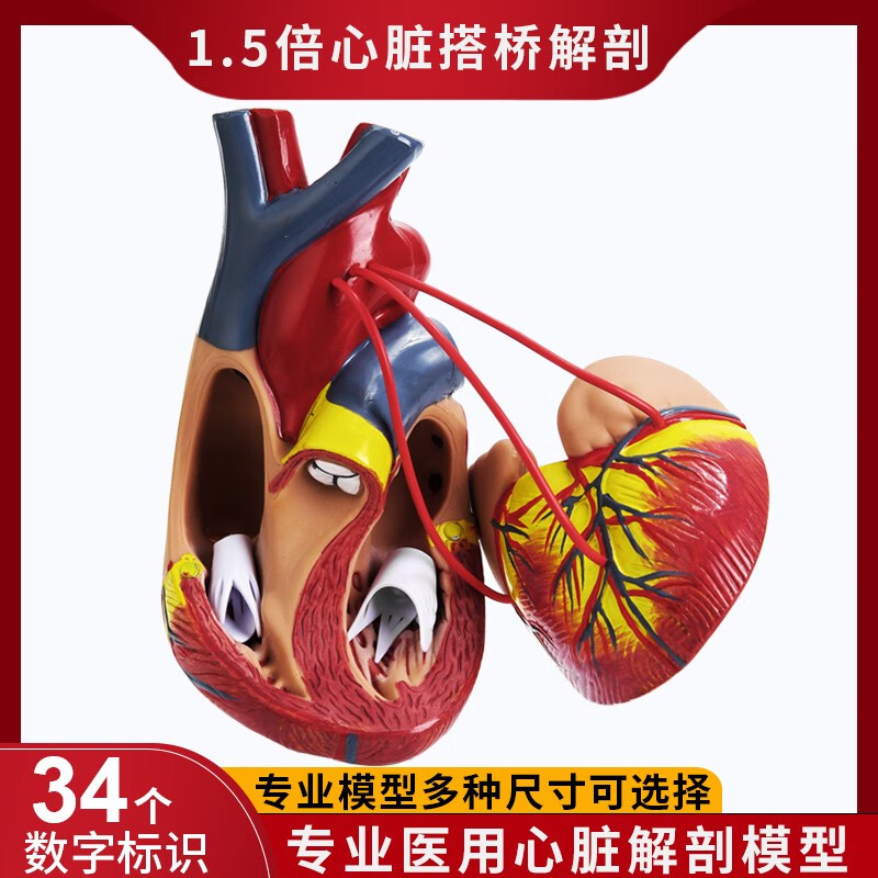 facemini 人体心脏解剖b超3d模型血液循环可拆卸型 hr-18 自然大小