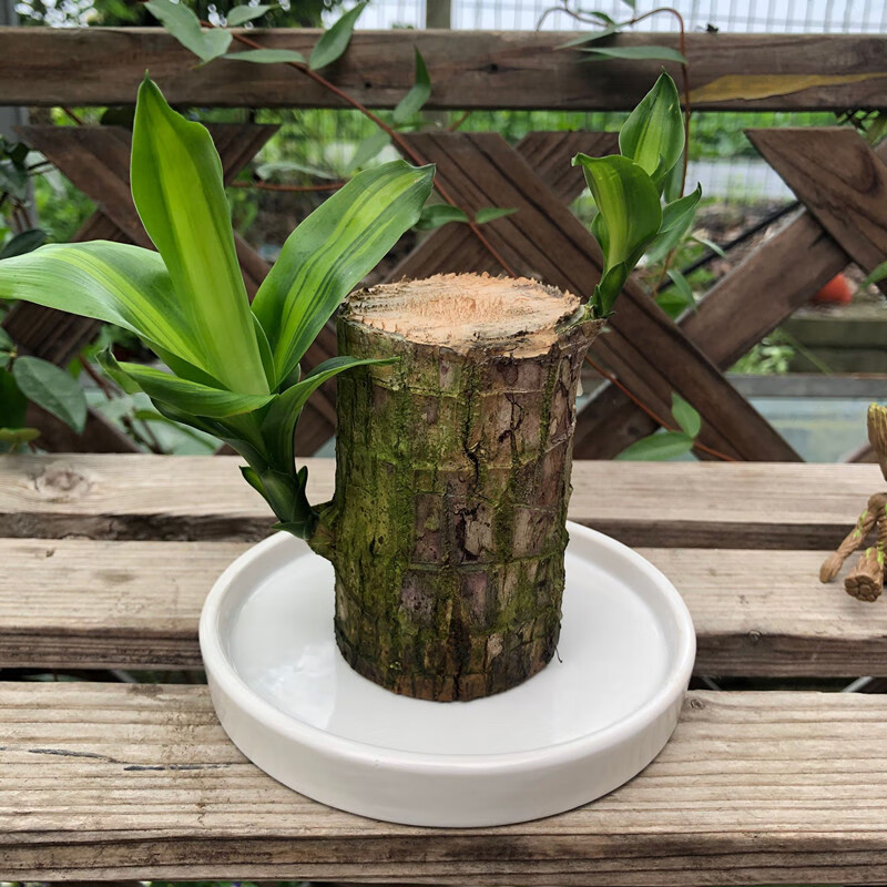 婩菊巴西木水培室内植物水养幸运木盆栽格鲁特办公室绿植四季常绿好养 巴西木高8.5cm  + 白陶瓷盆 不含盆