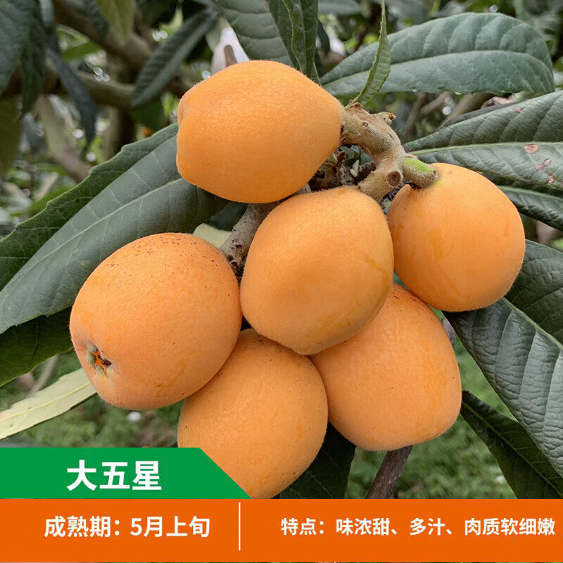 嫁接枇杷树苗大五星无核特枇杷树枇杷苗 盆栽地栽特大果树苗大南方