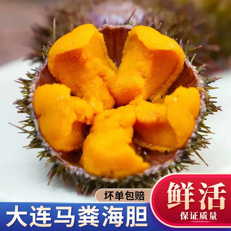 半蓝岛【鲜活】 新鲜马粪海胆大马胆大连海胆 鲜活即食 海胆蒸蛋 海胆黄 马粪海胆500g/份(5-6个)