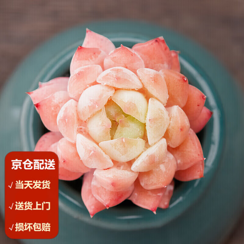 墨一(moyi)多肉植物新手套餐组合盆栽肉肉植物办公室绿植花卉 tp