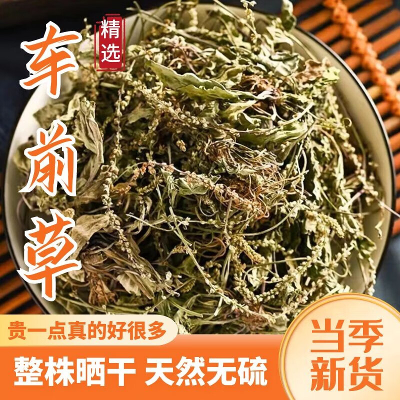 四川整株车前草 中药材车前草新鲜干货车前草袋泡茶车前草泡水车前草
