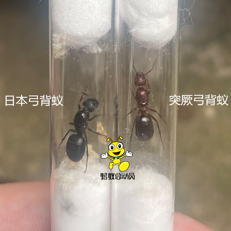 虹弦见日本弓背蚁camponotus japonicus 家园工坊生物实验科普 突厥新