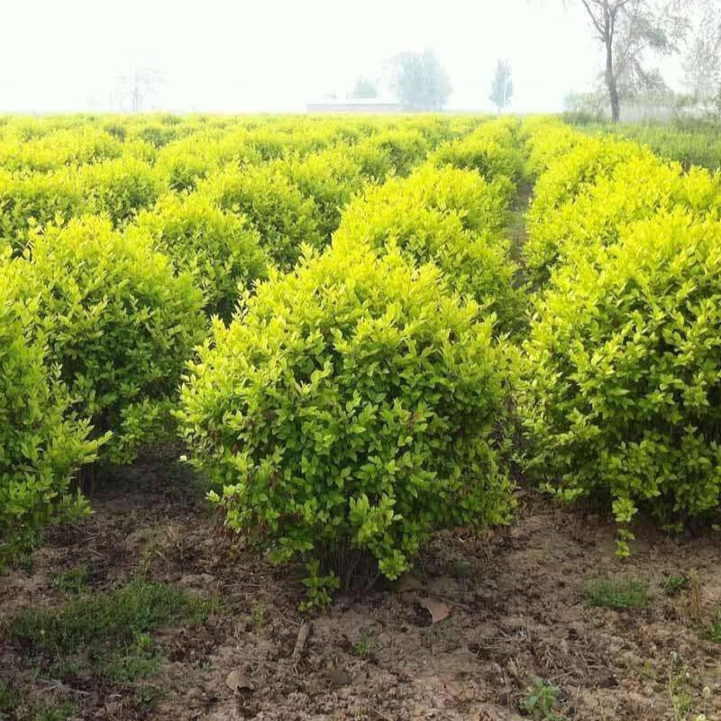 墨耘苍红叶石楠球形大小树苗金黄杨女贞冬青四季火焰红室外庭院种植