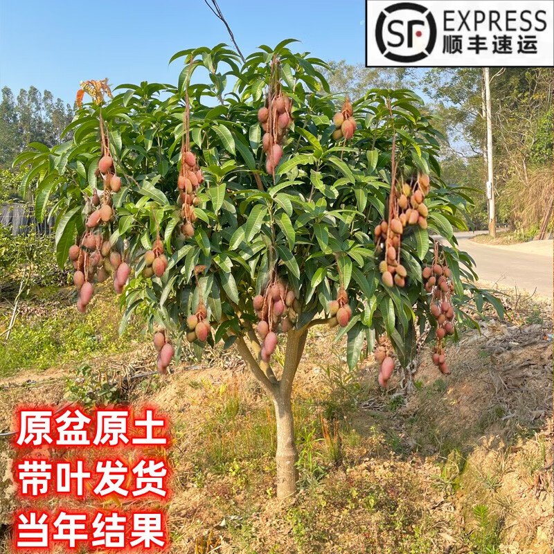 姒桀精选嫁接芒果苗树特大四季金煌贵妃芒果树苖当年结果地栽盆栽 4年