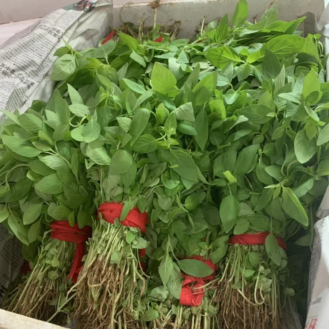 河南荆芥菜新鲜蔬菜250g大叶荆芥菜 新鲜荆芥 大荆芥调味蔬菜昌隆福记