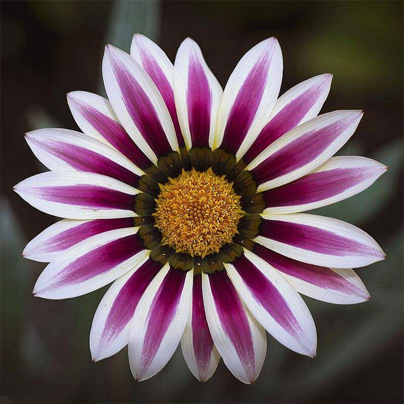 禾之润勋章菊花种子四季勋章菊种子套装套餐四季花种子非洲太阳花菊花