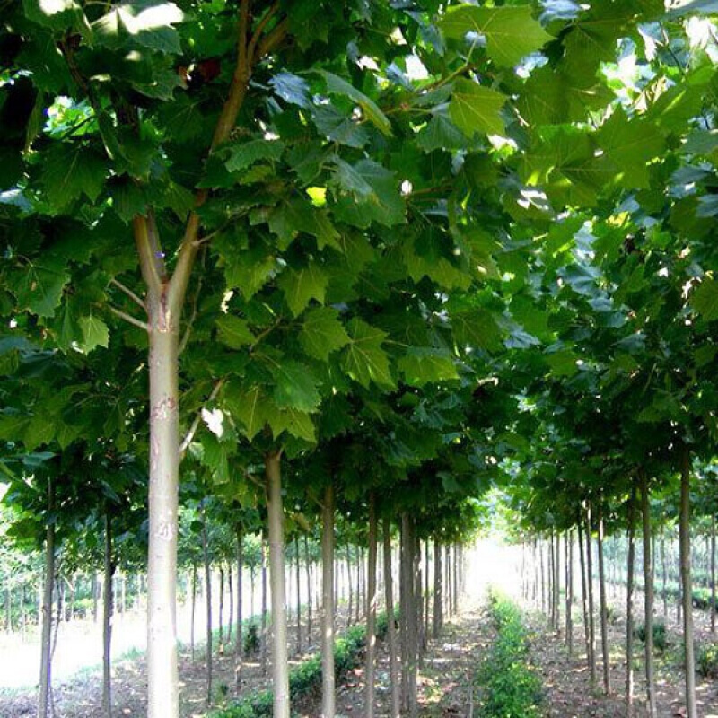 芗苒法桐树法国法桐青皮梧桐 法桐苗 泡桐树苗 行道