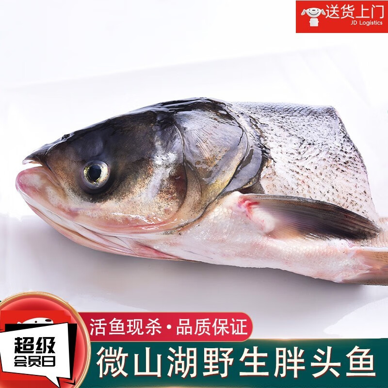 安峰山花鲢鱼头微山湖鲜活胖头鱼新鲜活鱼现杀花鲢鱼大鲢鱼鲜鱼头