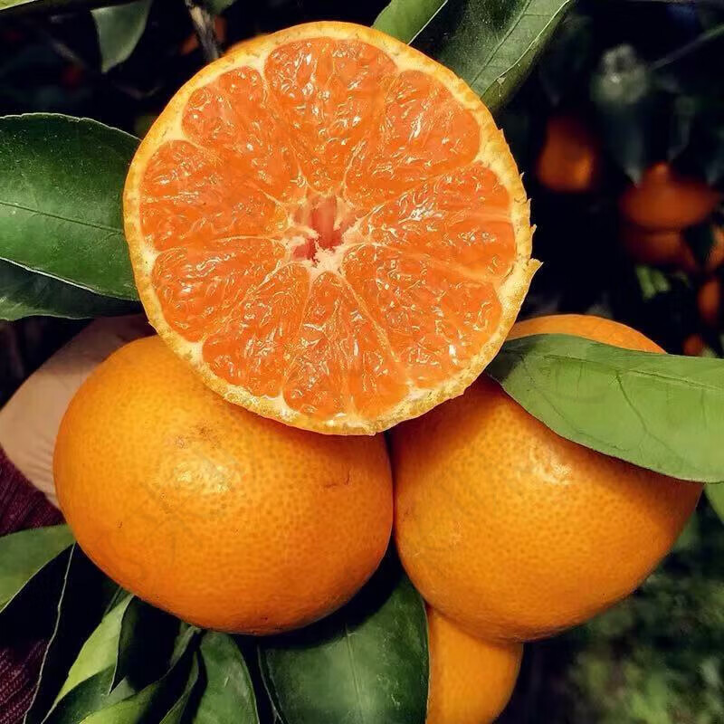 皓谦涌泉蜜桔台州黄岩无核早熟宫川橘子新鲜水果浙江特产桔子 3斤精品
