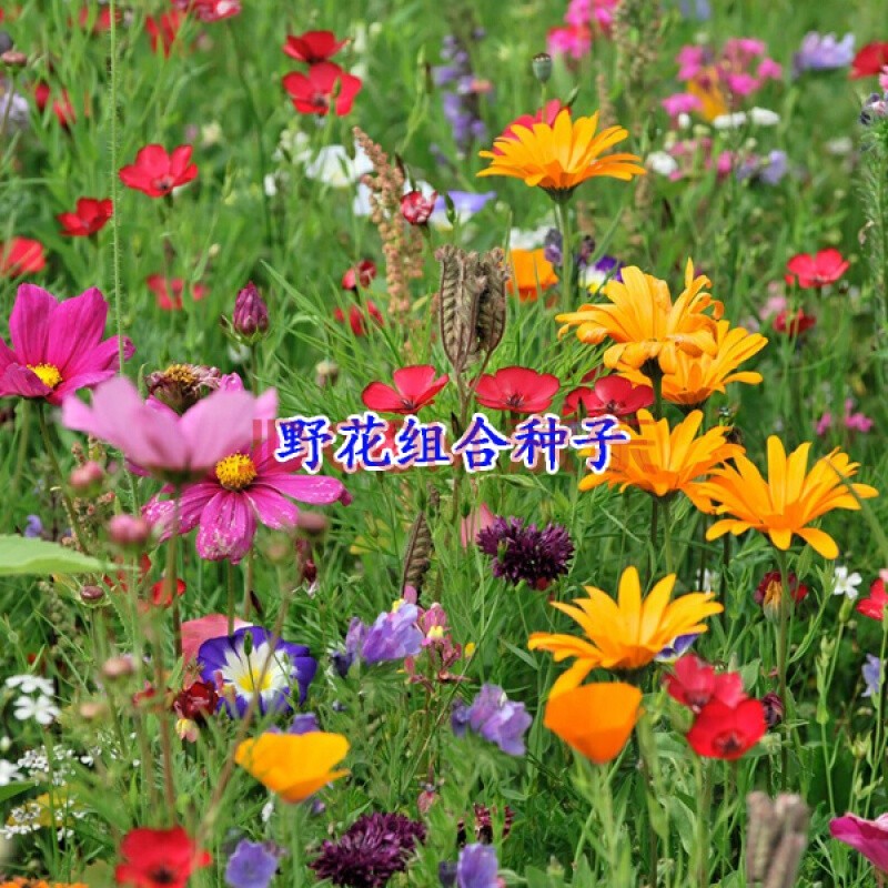 绿化代多年生野花组合种子别墅庭院景区景观花种子草花种子 多年生