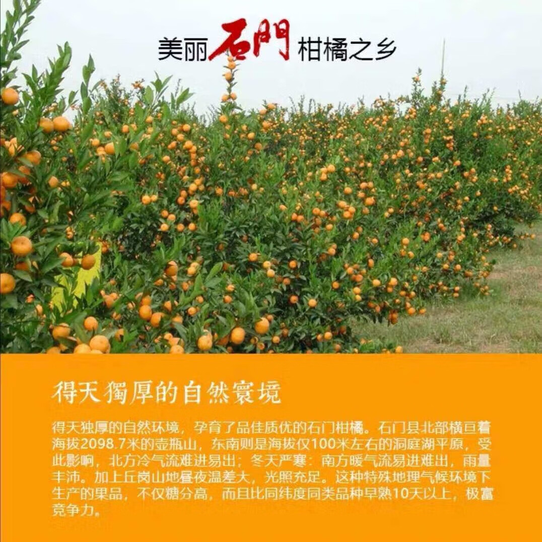 石门秀坪柑橘湖南早熟品质成熟薄皮无核现摘新鲜送人蜜橘石门蜜桔 60mm-65mm大果 9斤带箱10斤装