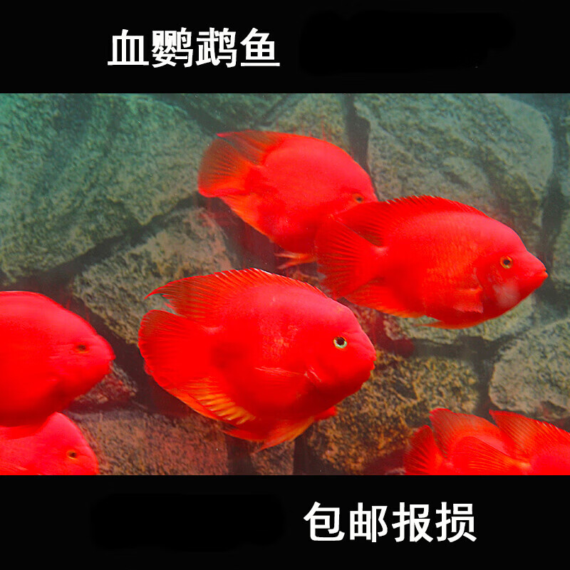 红鹦鹉观赏鱼活物鱼热带观赏鱼淡水鱼血红鱼鱼活体 6-8cm红鹦鹉1条