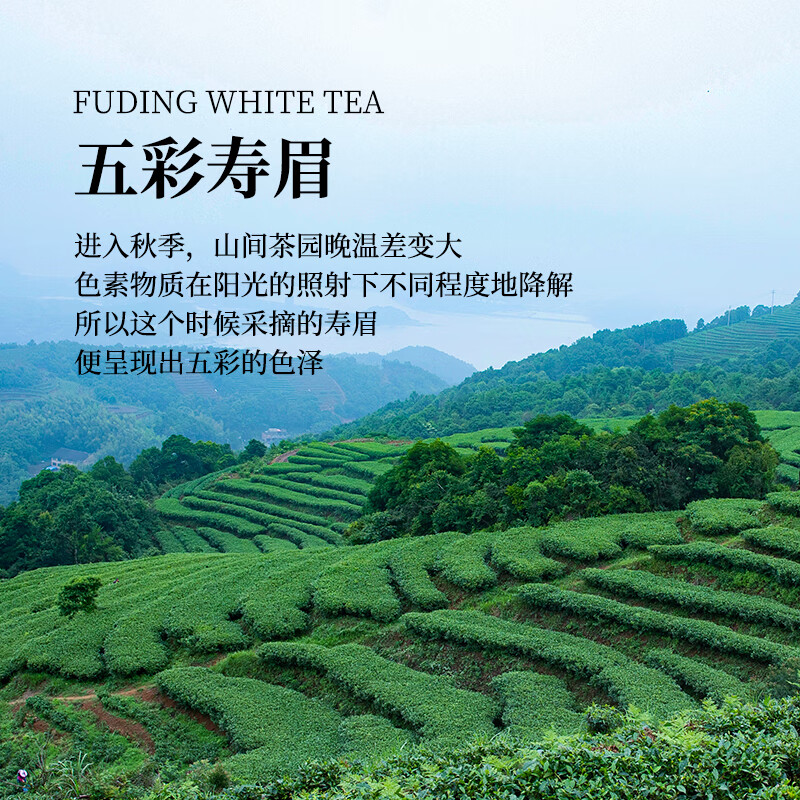 梦龙韵福鼎白茶2020年老白茶五彩寿眉礼盒款精致伴手茶礼 【伴手礼】五彩寿眉50g*2盒+礼袋