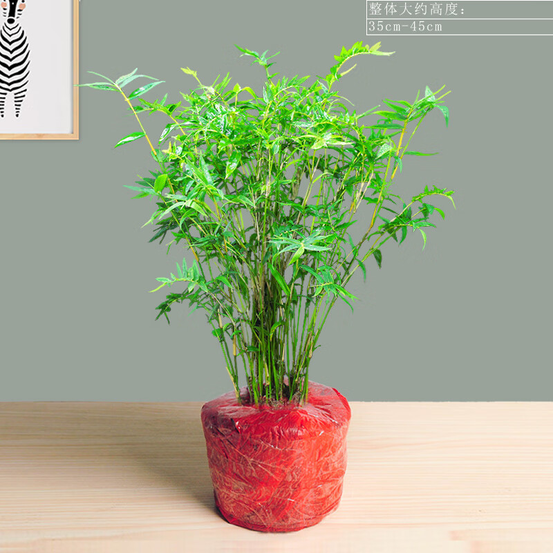惜林园米竹盆栽植物室内凤尾竹盆景节节高竹子好养客厅易活绿植 米竹