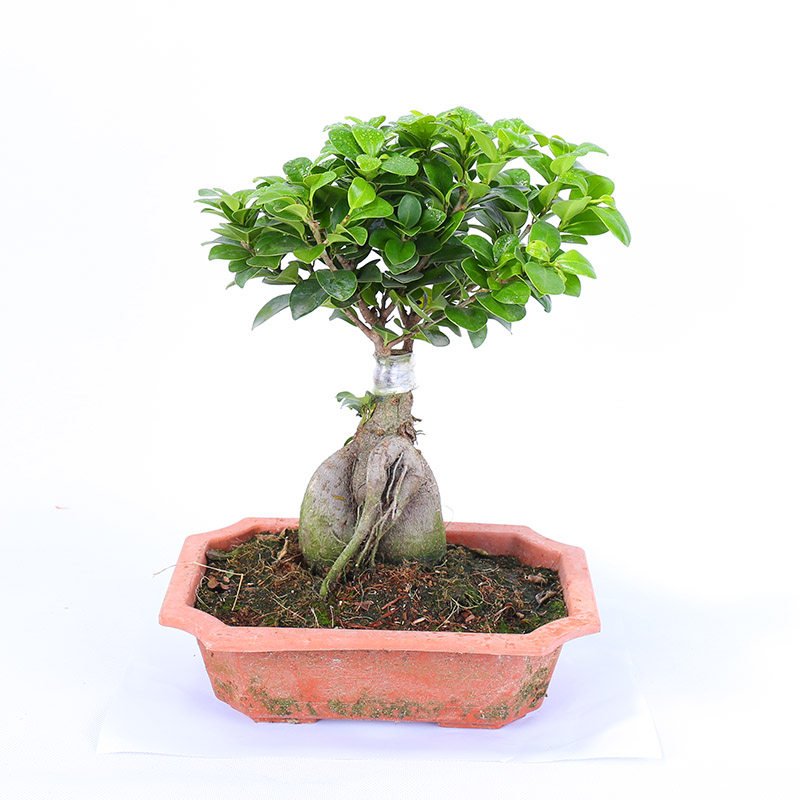 蝶遇 榕树盆景植物室内四季常青树桩木本植物卧室花卉人参榕 中号榕树