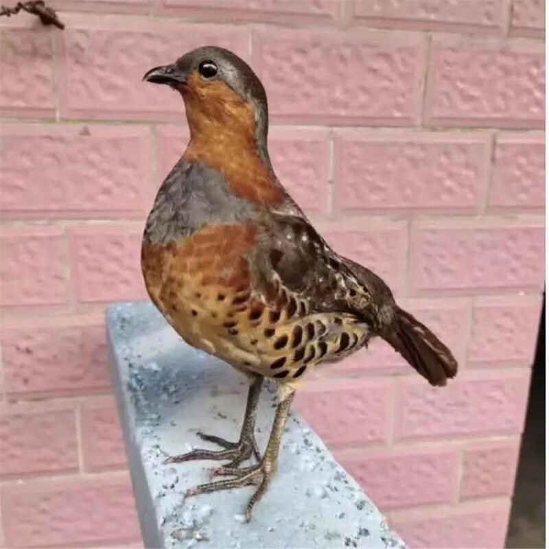 仿真鸡标本竹鸡模型新款竹鸡标本模型摆件仿真竹鸡标本 精品公母 套餐