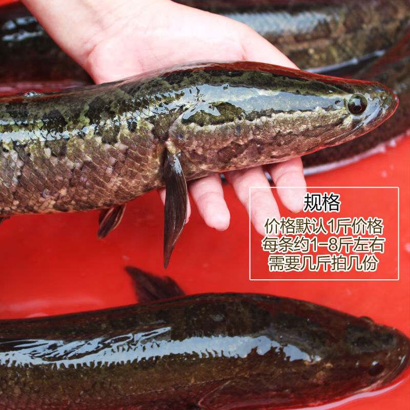 皓谦活鲜鱼乌鱼新鲜财鱼现杀淡水大活鱼酸菜鱼片术后滋补炖汤 一条装