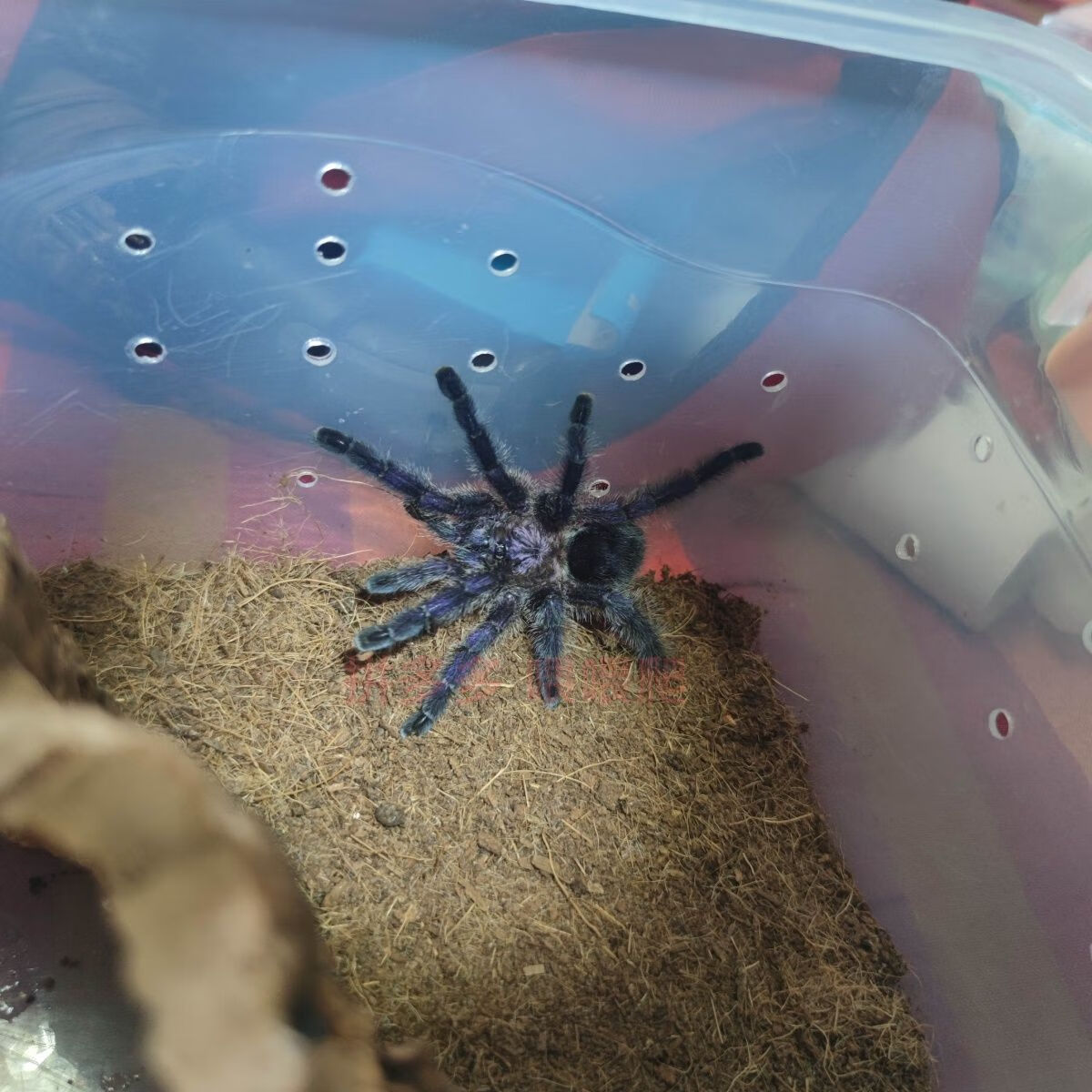 穗桓厄瓜多尔紫粉趾1-2cm 蜘蛛苗子 厄紫粉趾1.5-2厘米 不带套餐