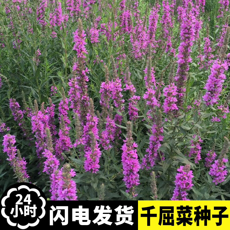 山谷里的居民紫色千屈菜种子水枝柳对叶莲 景观花卉种子四季易种耐热