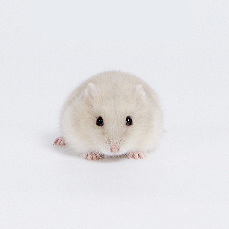 double yellow宠物仓鼠活物小仓鼠幼崽活体仓鼠宝宝金丝熊 奶茶1只 可