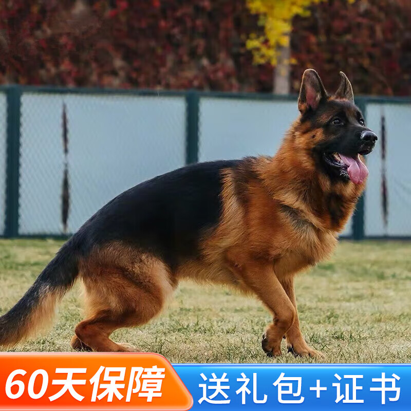 玄宠德牧幼犬德国牧羊犬幼犬活体大型犬纯种德国牧羊犬幼犬德国黑背