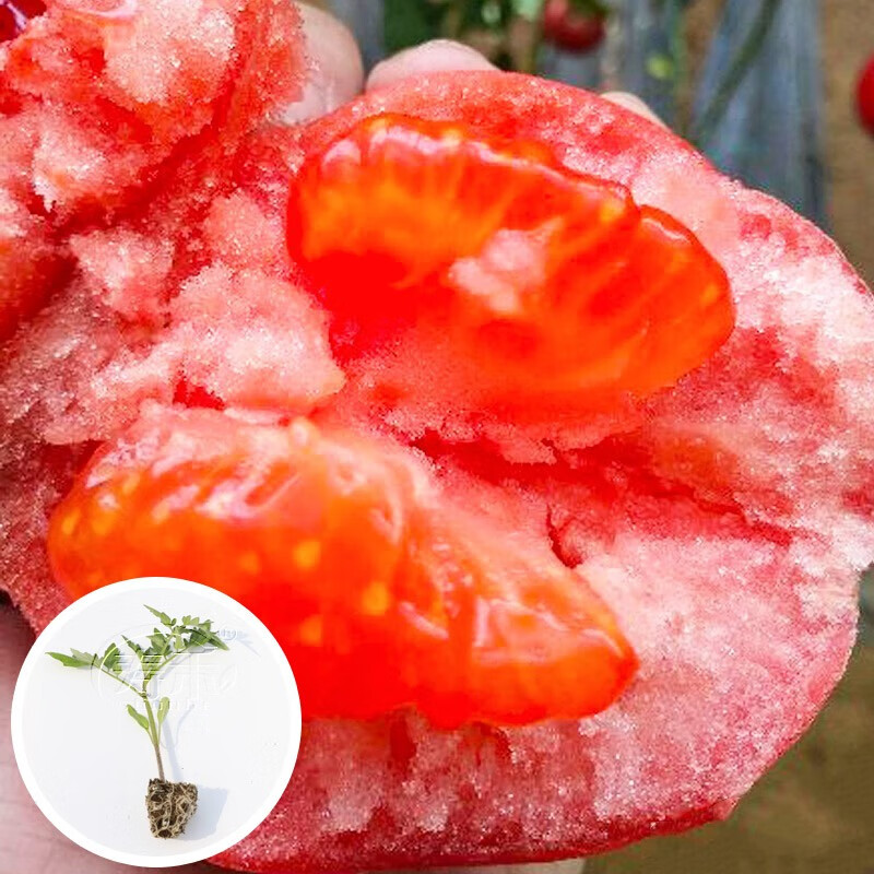 西红柿苗老品种番茄苗种子秧苗阳台春季水果寿光 大粉沙瓤西红柿苗 18
