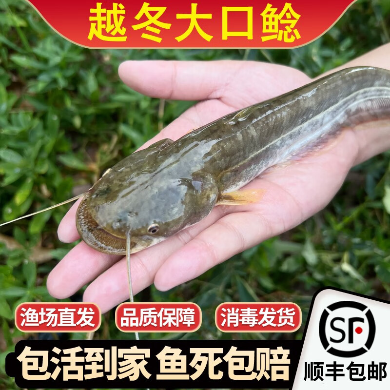 南方大口鲶鱼活体12厘米埃及塘鲺清理杂鱼淡水养殖越冬二须 越冬大口