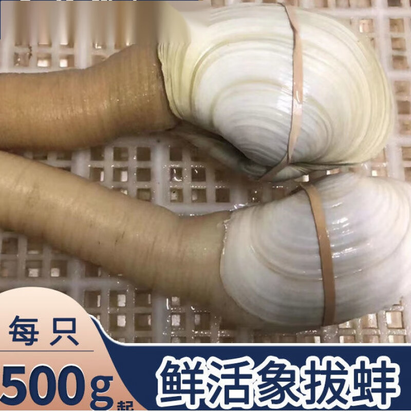涉鲜鲜活象拔蚌鲜蚌日料刺身象鼻蚌冰冻鲜活大号带壳海产品 活冻1000g