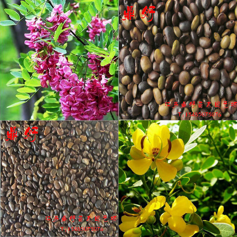 阳澄约定速生国槐树种白花刺槐种子洋槐籽黄花槐紫穗槐种子耐寒护坡棉