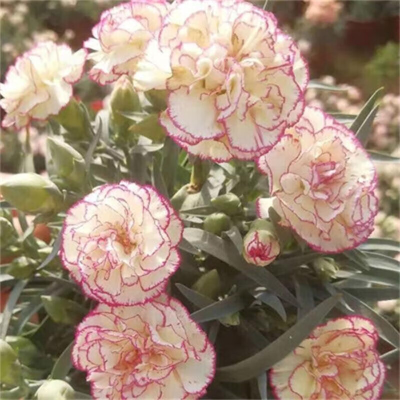 仟草集康乃馨花苗开花夏季阳台盆栽花卉植物室内花 浅紫边 不含盆