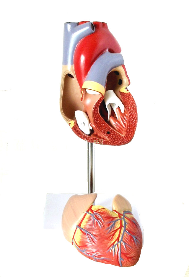 人体心脏解剖模型1:1 b超彩超 心脏模型 医学 自然大心脏教学 a款