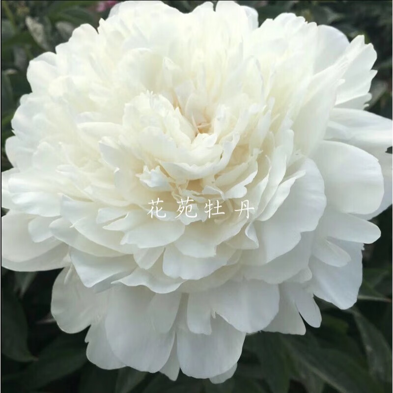 麦基乐杨妃出浴芍药国产观赏花苗带根块多年生正宗重瓣大花庭院盆栽